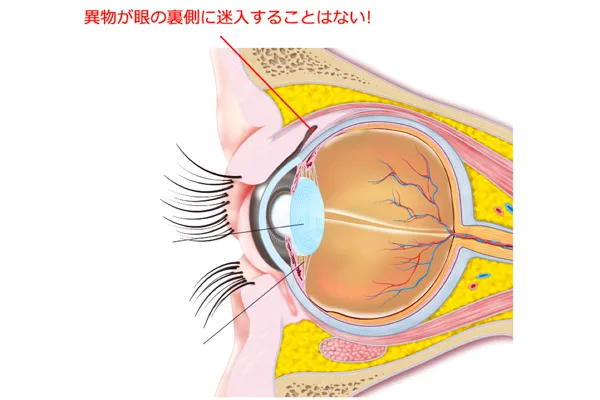 眼球結膜の裏打ち